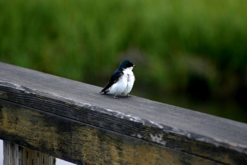 070404 Hope Hatcher Montana Creek (10087)